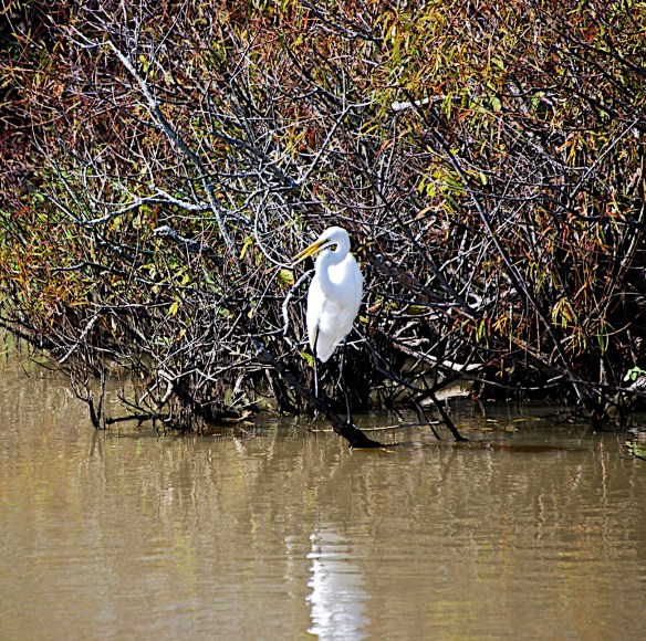 white heron