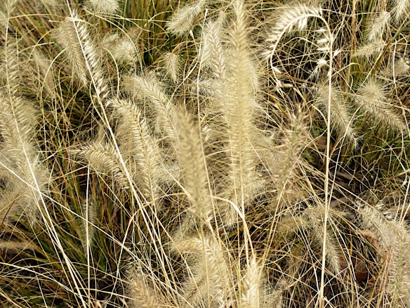 tall grassesLin and Michael's Photos 2012