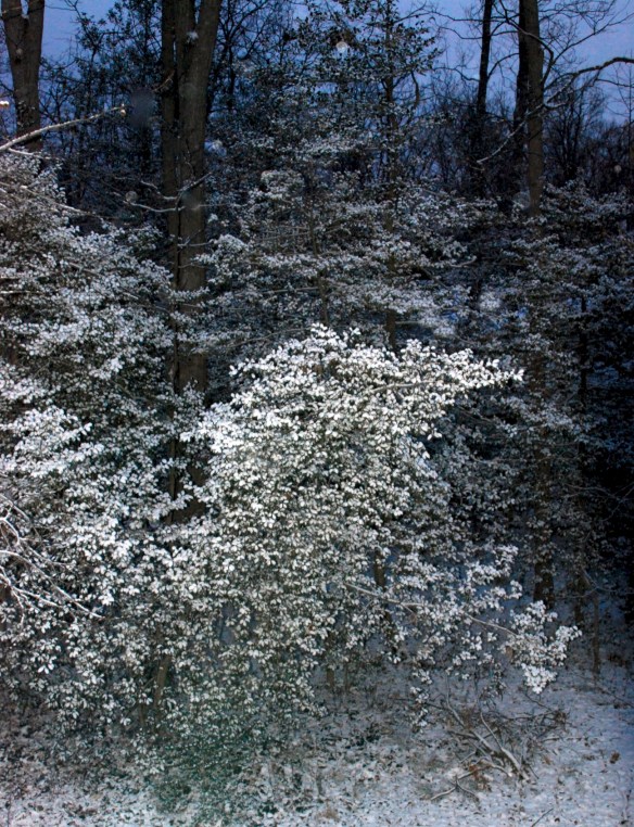 Lin and Michael's Photos 