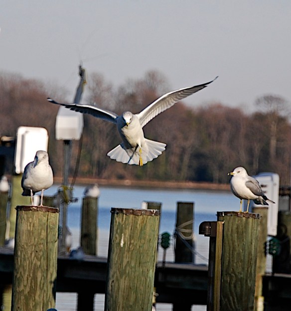 Lin and Michael's Photos 2013