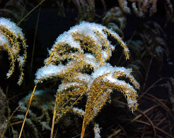 Lin and Michael'sPhotos 2012