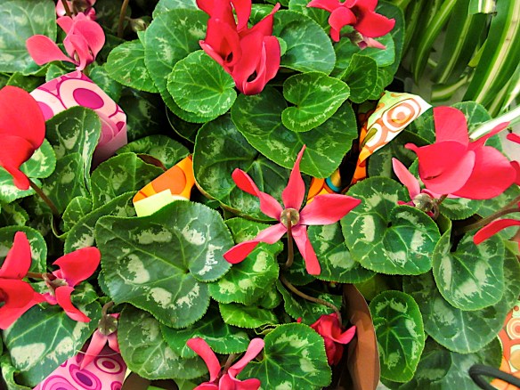 Lin and Michaels Photos