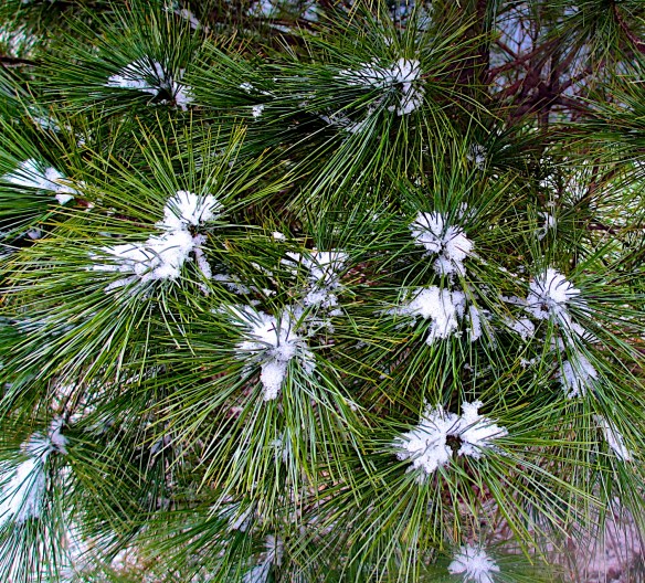 Lin and Michael's Photos