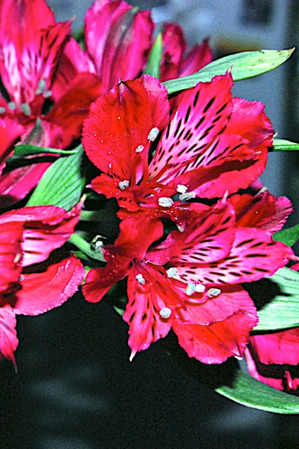 Lin and Michael's Photos