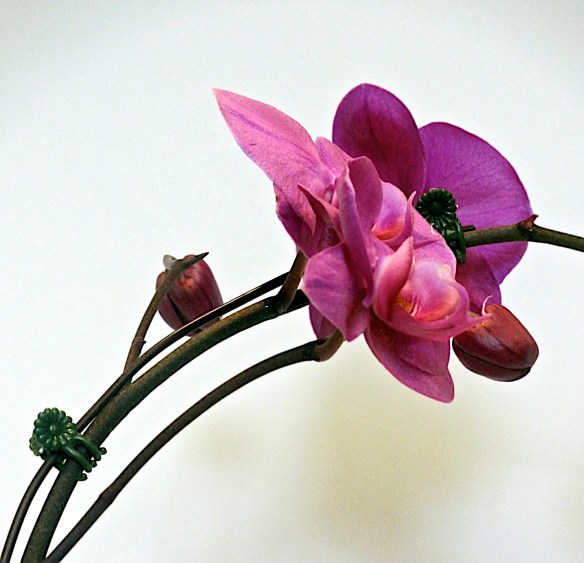 Lin and Michael's Photos