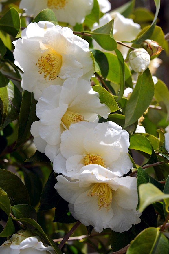 Lin and Michael's Photos