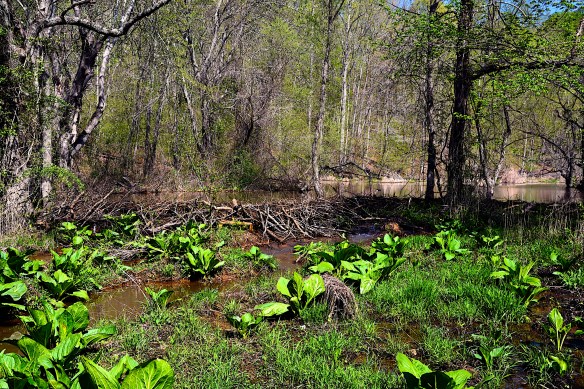 Lin and Michael's Photos