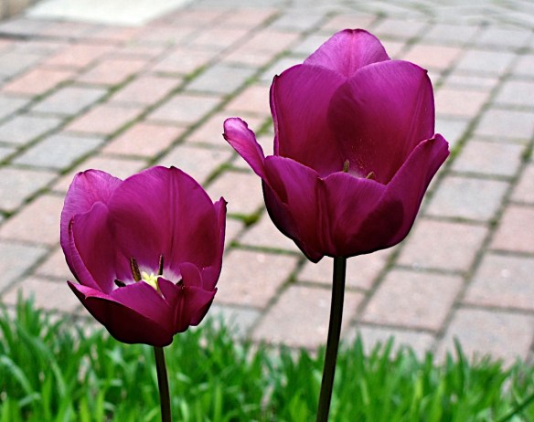 Lin and Michael's Photos