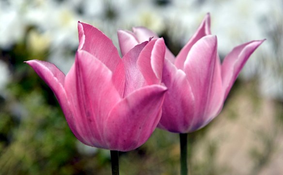 Lin and Michel's Photos