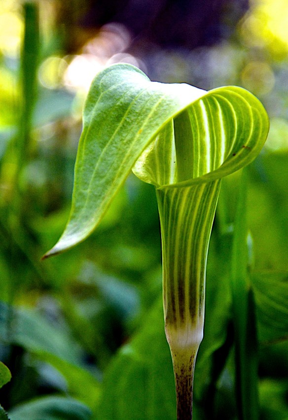 Lin and Michael's Photos