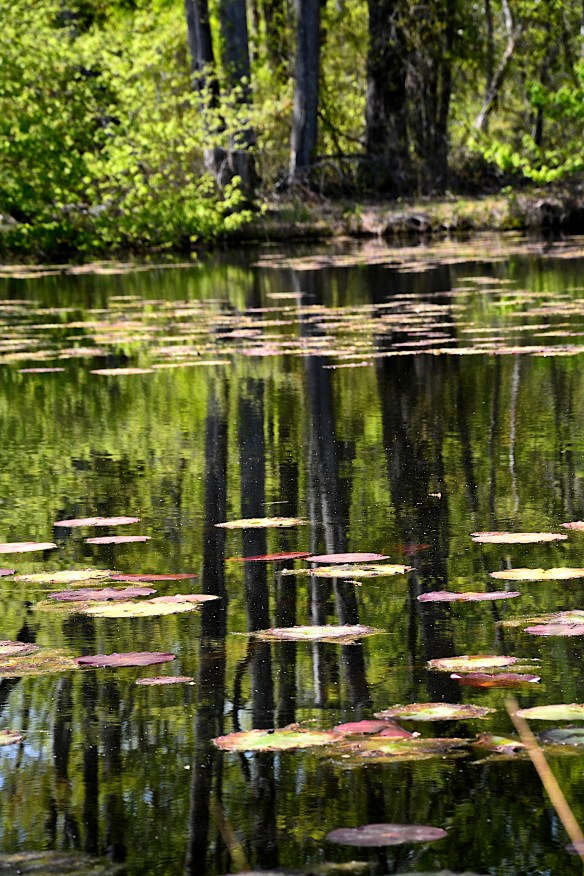 Lin and Michael's Photos