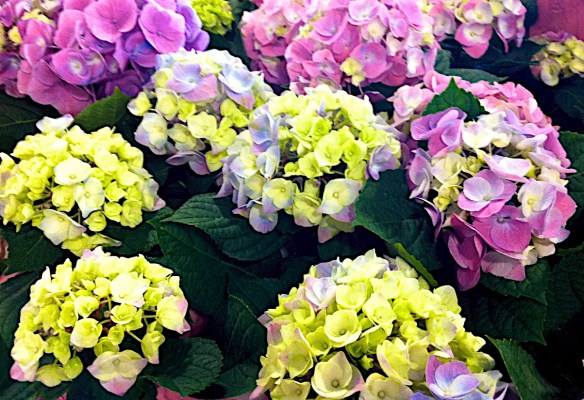 Lin and Michael's photos