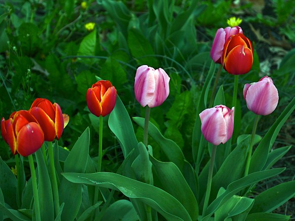 Lin and Michael's Photos