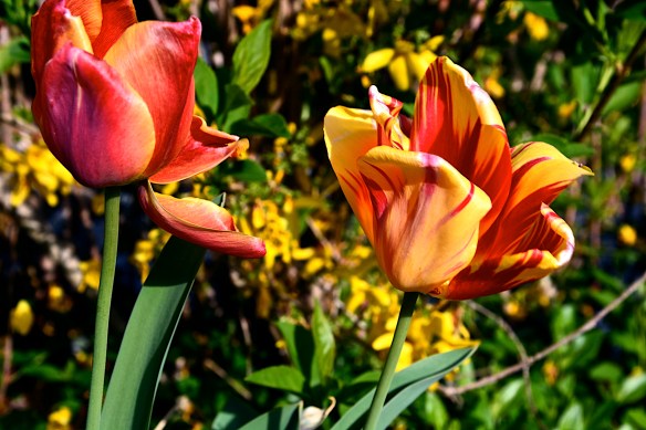 Lin and Michael's Photos