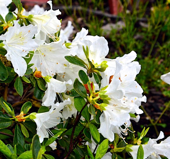 Lin and Michael's Photos