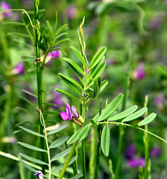 Lin and Michael's Photos