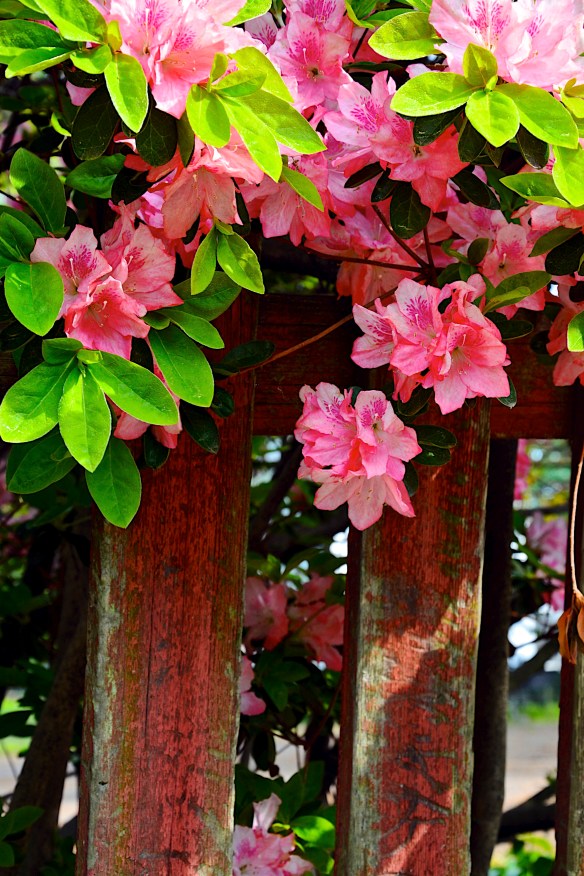 Lin and Michael's Photos