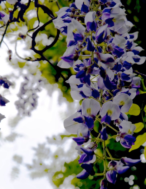 Lin and Michael's Photos