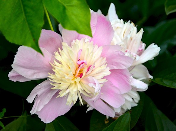 Lin and Michael's Photos