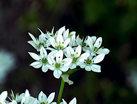 Lin and Michael's Photos