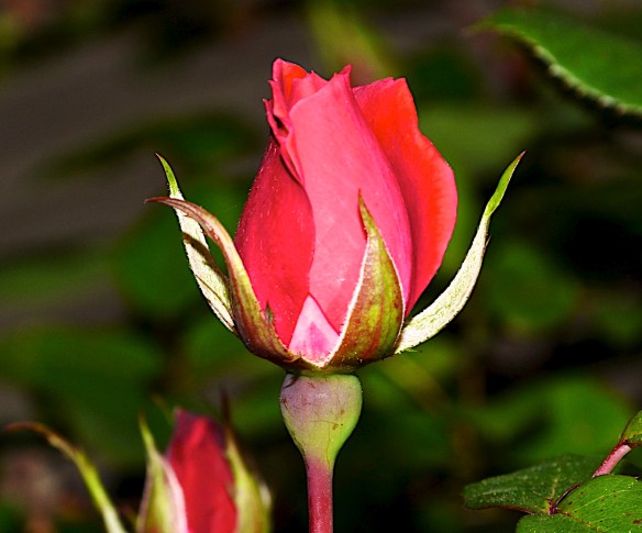 Lin and Michael's Photos