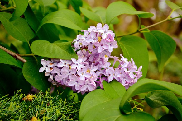 Lin and Michael's Photos