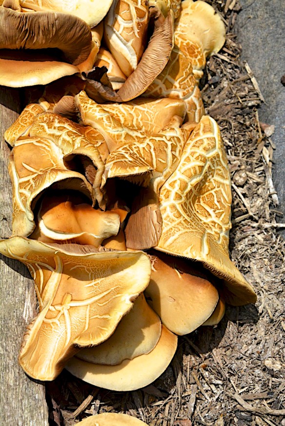 Lin and Michael's Photos