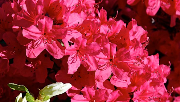 Lin and Michael's Photos