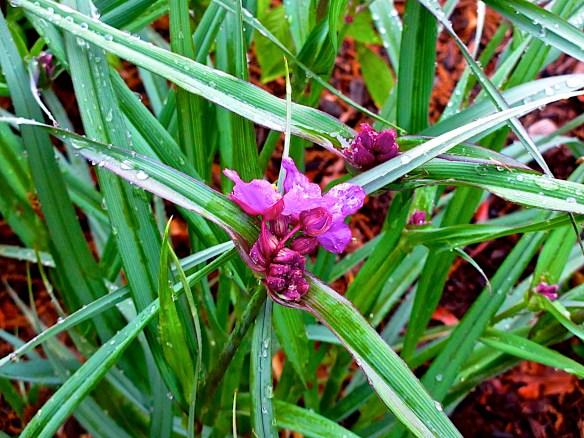 Lin and Michael's Photos