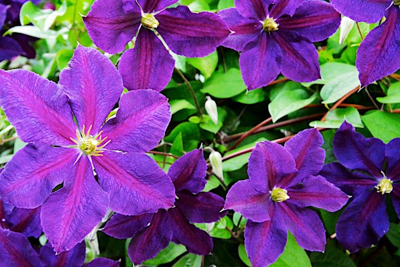 Lin and Michael's Photos