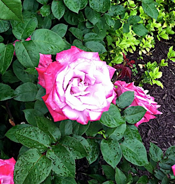 Lin and Michael's Photos