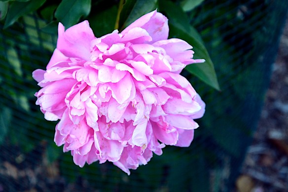 Lin and Michael's Photos