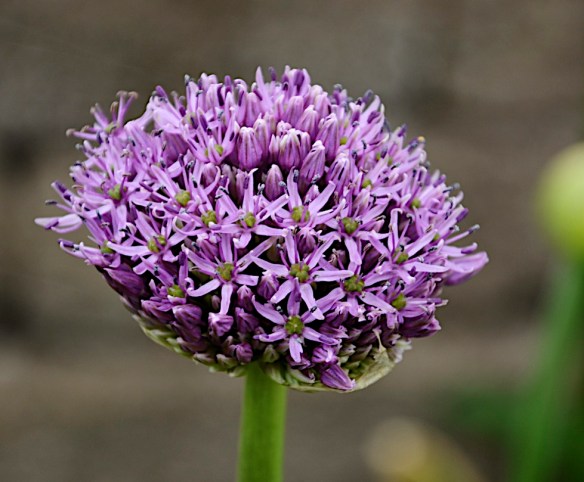 Lin and Michael's Flowers
