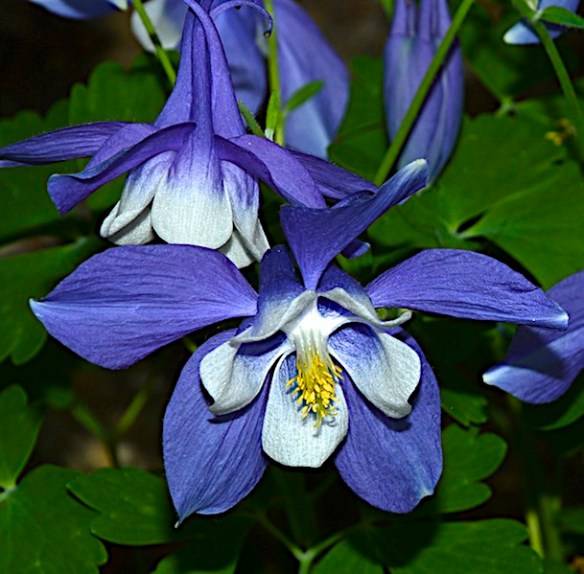 Lin and Michael's Photos