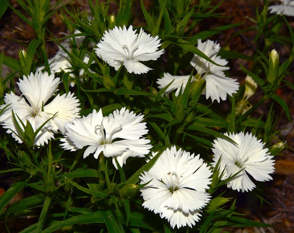 Lin and Michael's Photos