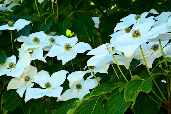 Lin and Michael's Photos