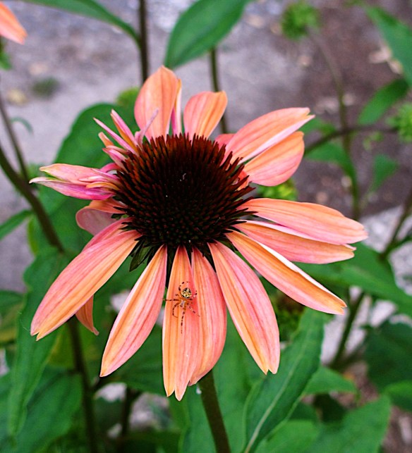 Lin and Michael's Photos