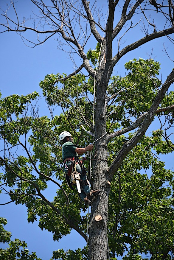 Lin and Michael's Photos