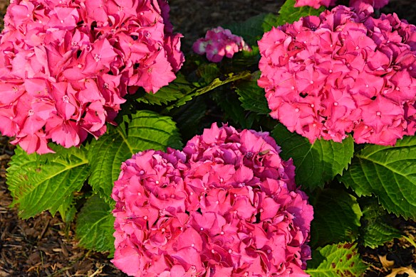 Lin and Michael's Photos