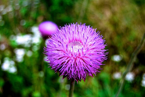 Lin and Michael's Photos