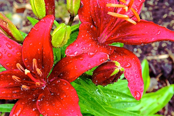 Lin and Michael's Photos