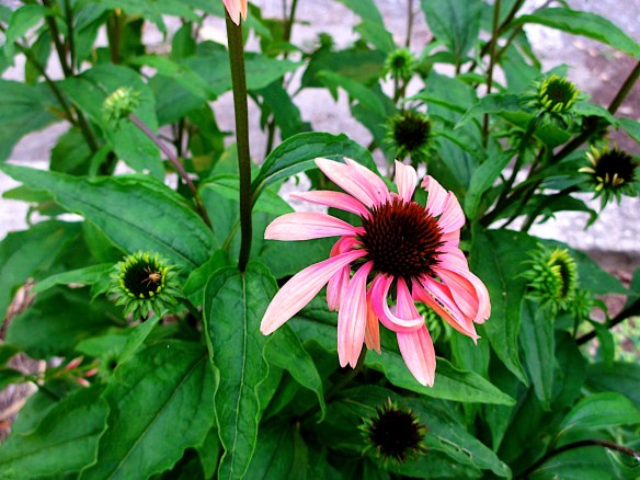 Lin and Michael's Photos