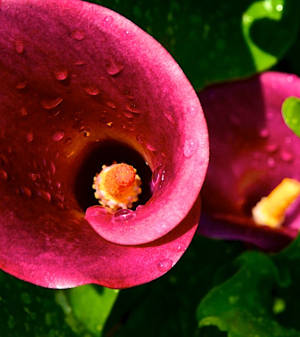 Lin and Michael's Photos