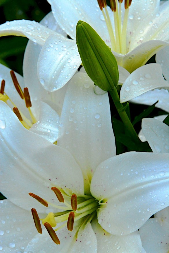 Lin and Michael's Photos