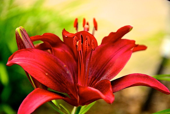 Lin and Michael's Photos