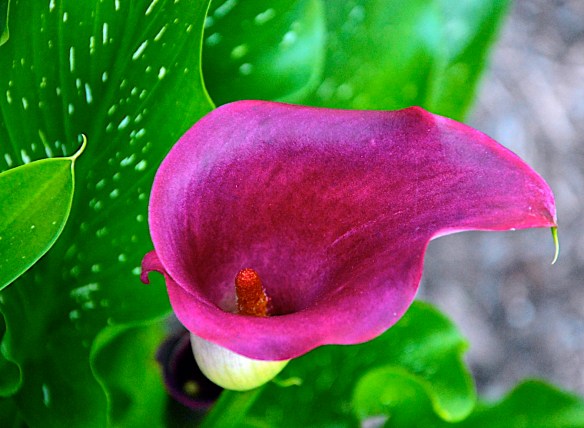 Lin and Michael's Photos