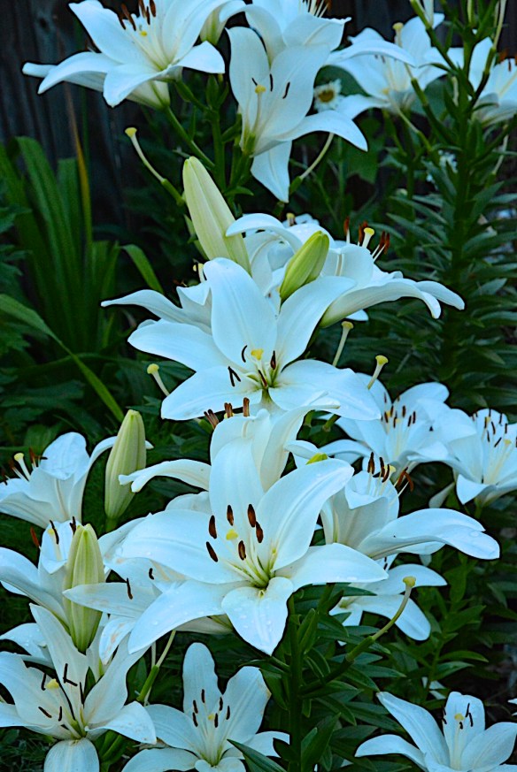 Lin and Michael's Photos