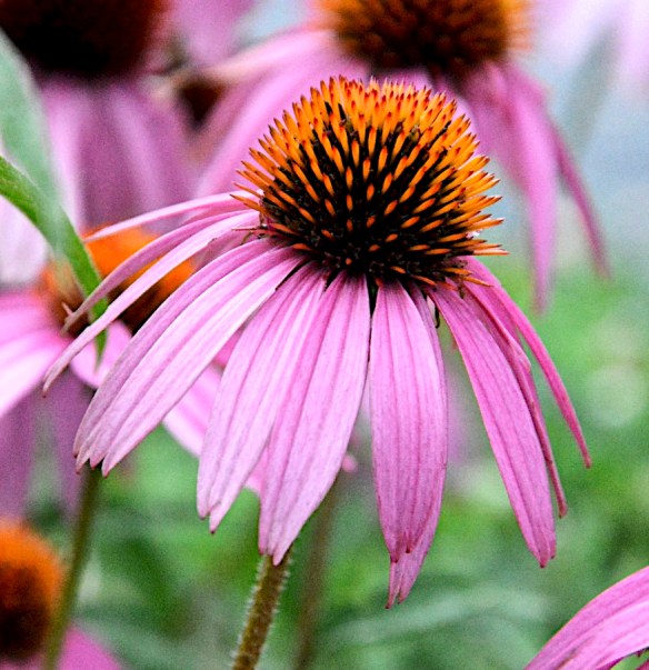 Lin and Michael's Photos