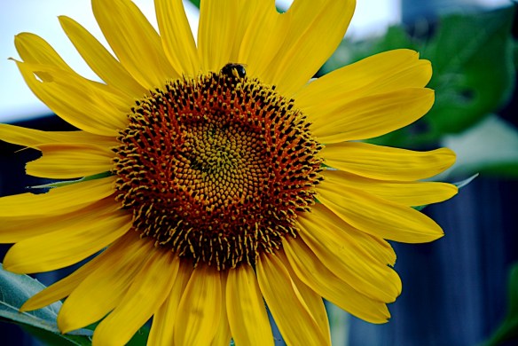 Lin and Michael's Photos