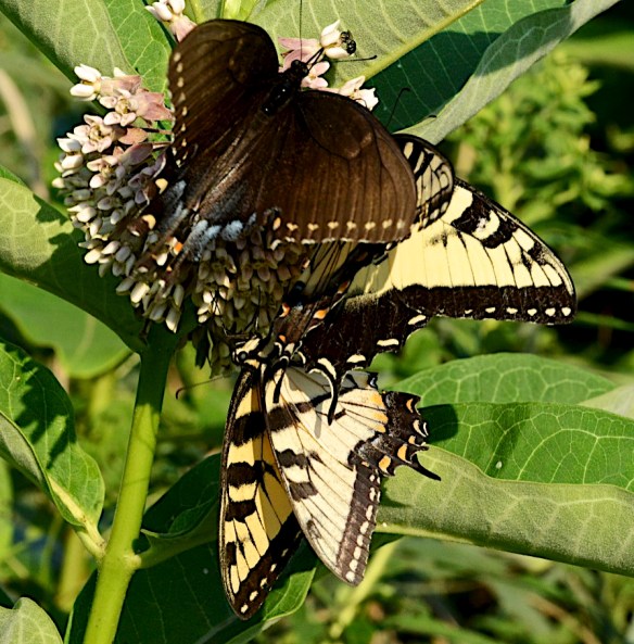 Lin and Michael's Photos